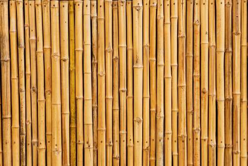خرید و فروش چوب نی بامبو خیزران